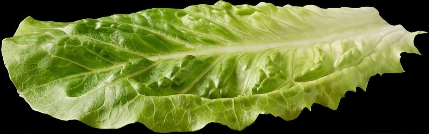 Frischer Salat